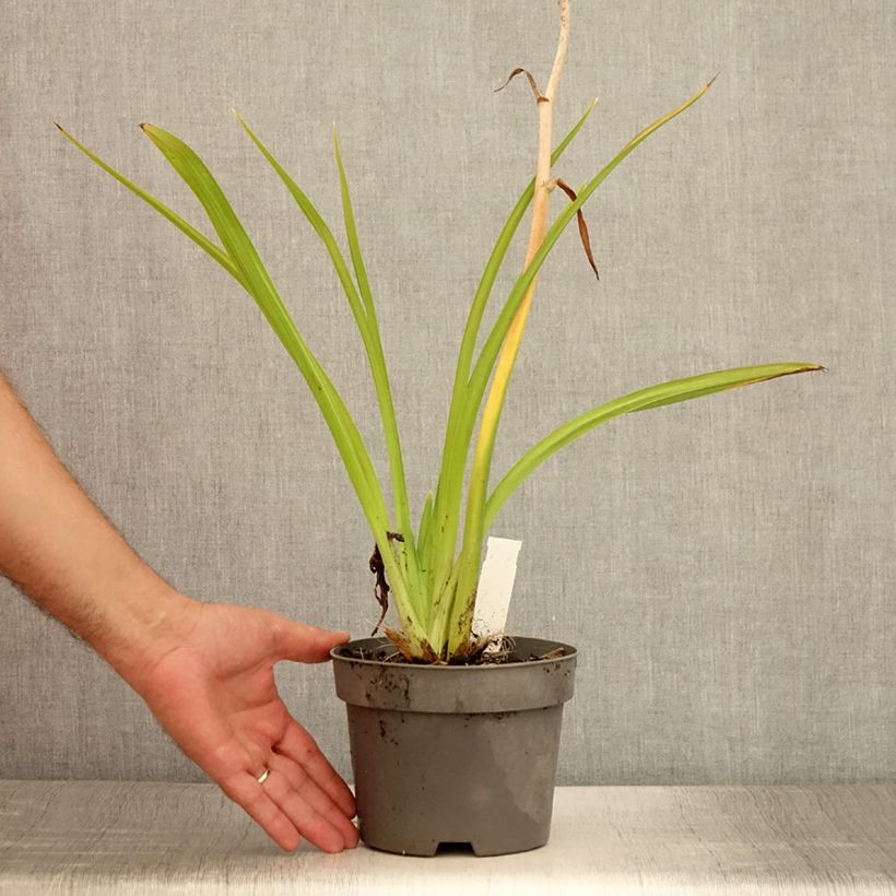 Example of Hemerocallis Gentle Shepherd - Taglilie Topf mit 2L/3L as you get in ete