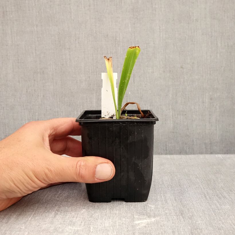Exemplar von Hémérocalle ou hemerocallis Patricia Jojo Godet de 8/9 cm wie im Herbst geliefert