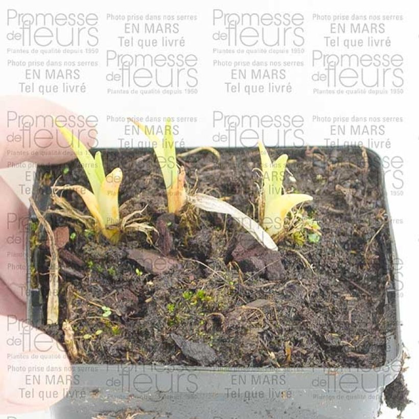 Beispiel eines Exemplars von Hémérocalle Pandora s Box Godet de 8/9 cm wie geliefert