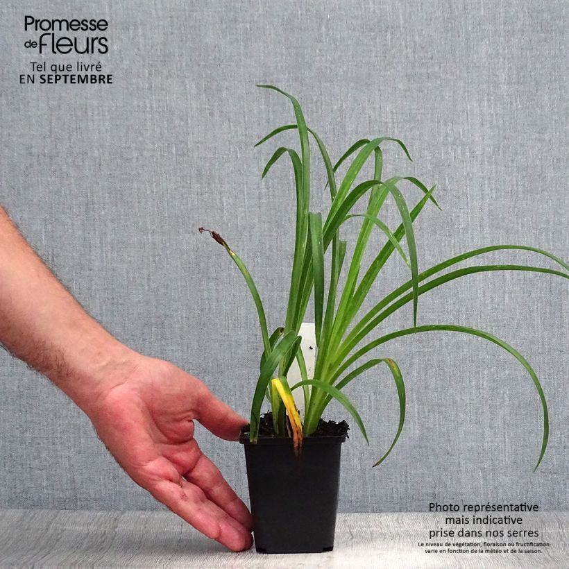 Example of Hemerocallis Pandora's Box - Taglilie Kleine Töpfe von 8/9 cm as you get in ete