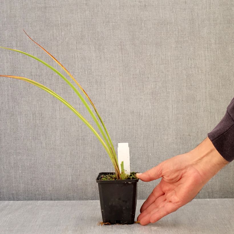 Exemplar von Hemerocallis Pandora's Box - Taglilie Kleine Töpfe von 8/9 cm wie im Herbst geliefert