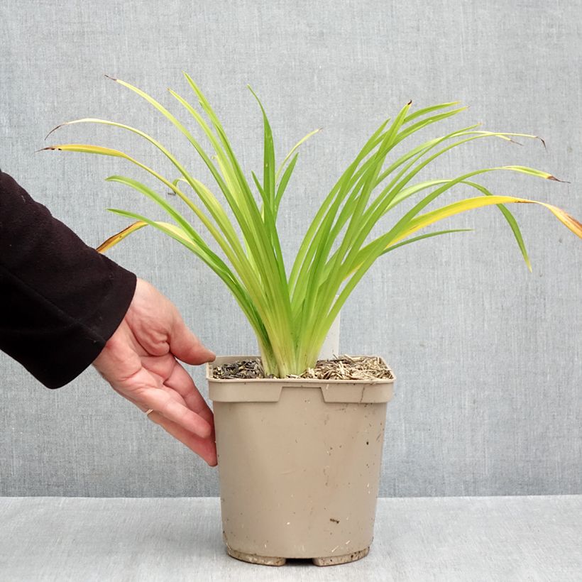 Exemplar von Hemerocallis Pardon Me - Taglilie Topf mit 2L/3L wie im Herbst geliefert