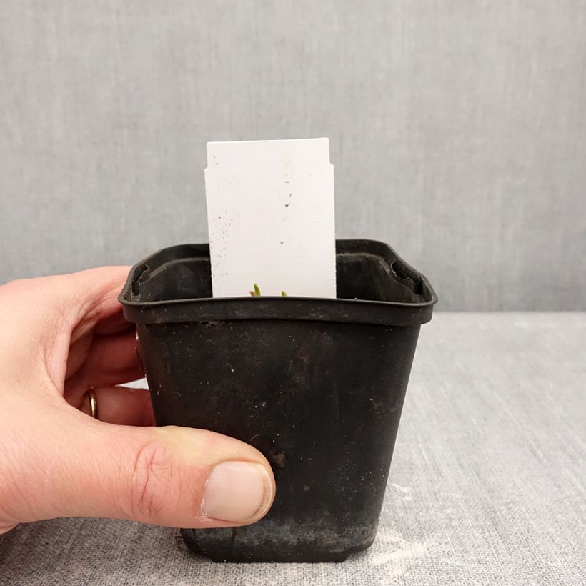 Exemplar von Hemerocallis Piano Man - Taglilie Kleine Töpfe von 8/9 cm wie im Winter geliefert