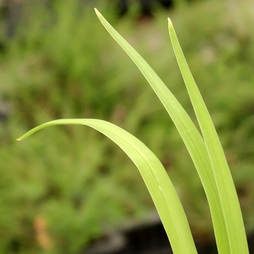 Hemerocallis Pink Damask - Taglilie (Foliage)