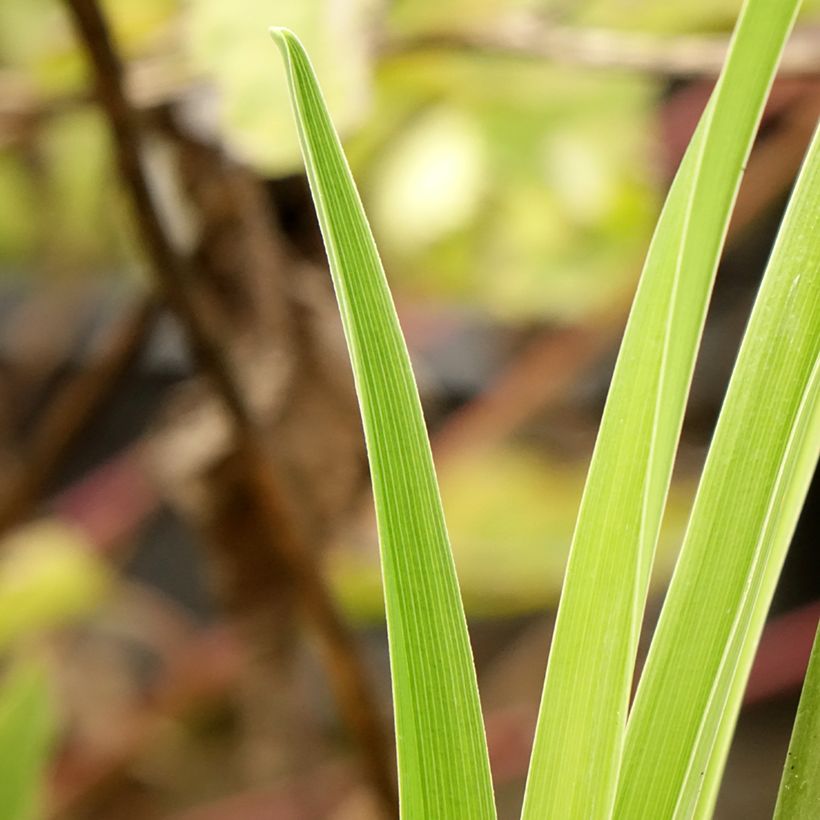 Hemerocallis Poogie - Taglilie (Foliage)