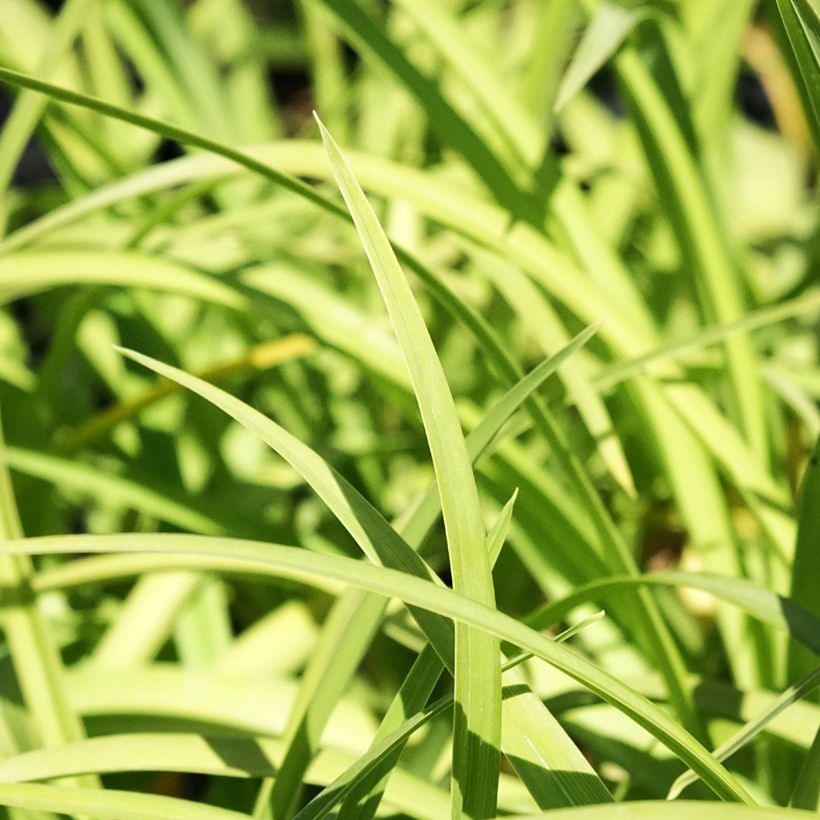 Hemerocallis Prairie Blue Eyes - Taglilie (Foliage)