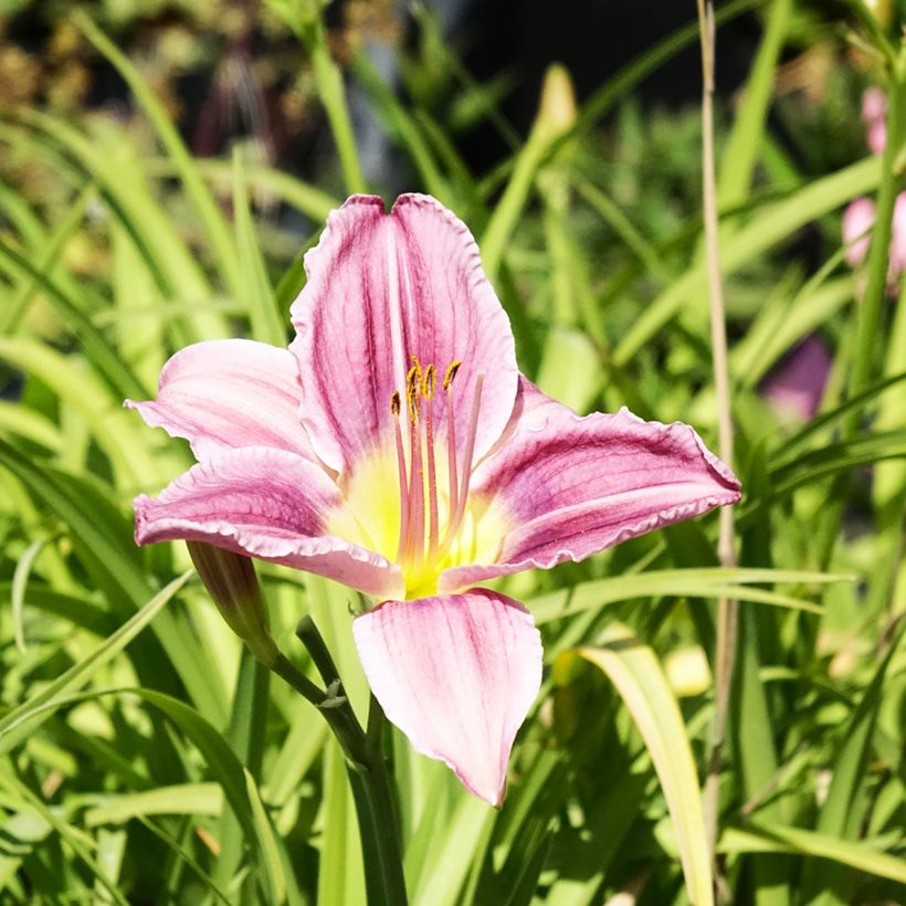 Hemerocallis Prairie Blue Eyes - Taglilie (Flowering)
