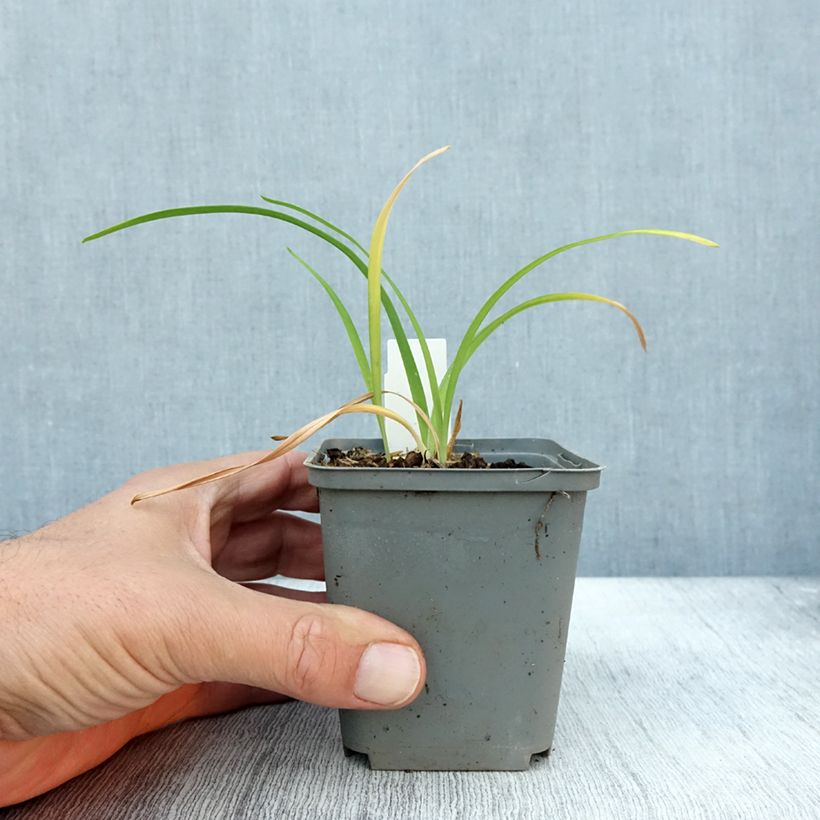 Example of Hemerocallis Prairie Blue Eyes - Taglilie Kleine Töpfe von 8/9 cm as you get in automne