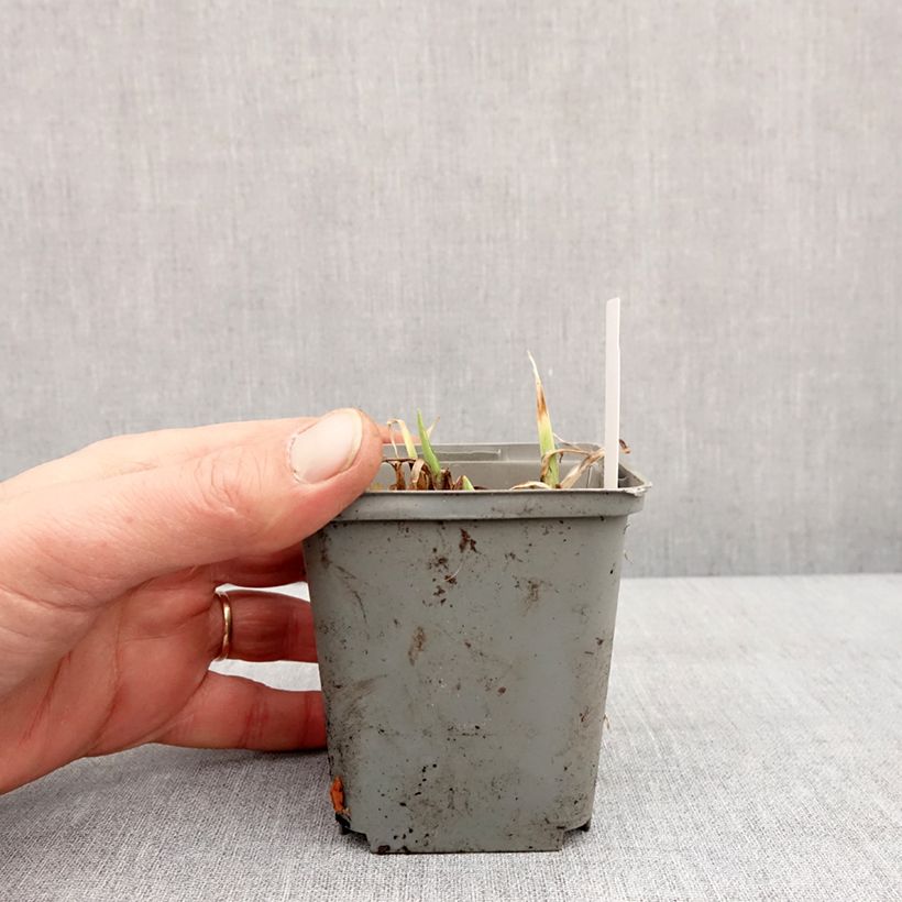 Exemplar von Hemerocallis Prairie Blue Eyes - Taglilie Kleine Töpfe von 8/9 cm wie im Winter geliefert