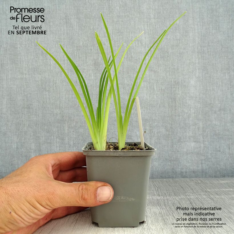 Example of Hemerocallis Prairie Blue Eyes - Taglilie Topf mit 1L/1,5L as you get in ete