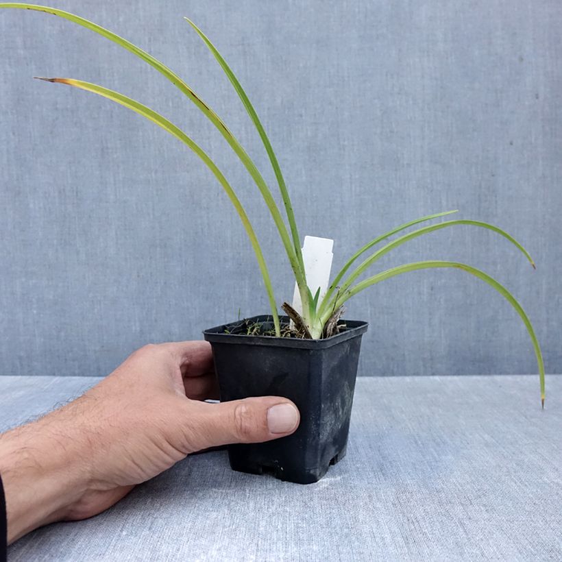 Exemplar von Hemerocallis Rapsberry Candy - Taglilie Kleine Töpfe von 8/9 cm wie im Herbst geliefert