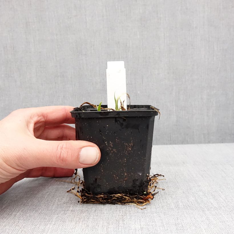 Example of Hemerocallis Rapsberry Candy - Taglilie Kleine Töpfe von 8/9 cm as you get in hiver