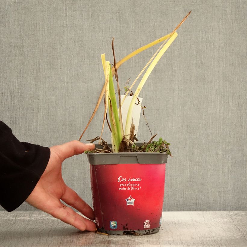 Example of Hemerocallis Red Rum - Taglilie Topf mit 2L/3L as you get in automne
