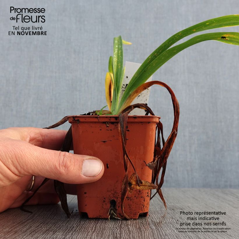 Example of Hemerocallis Roswitha - Taglilie Kleine Töpfe von 8/9 cm as you get in automne