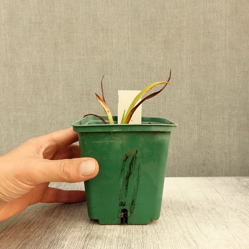 Example of Hemerocallis Roswitha - Taglilie Topf mit 1,5L/2L as you get in automne