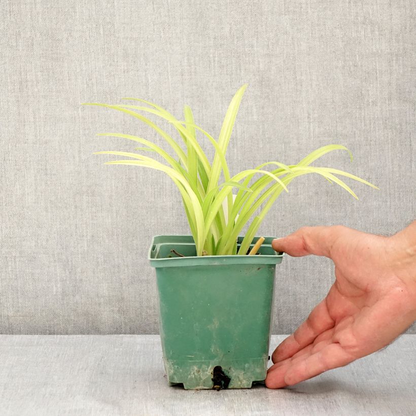Exemplar von Hemerocallis Roswitha - Taglilie Topf mit 1,5L/2L wie im Sommer geliefert