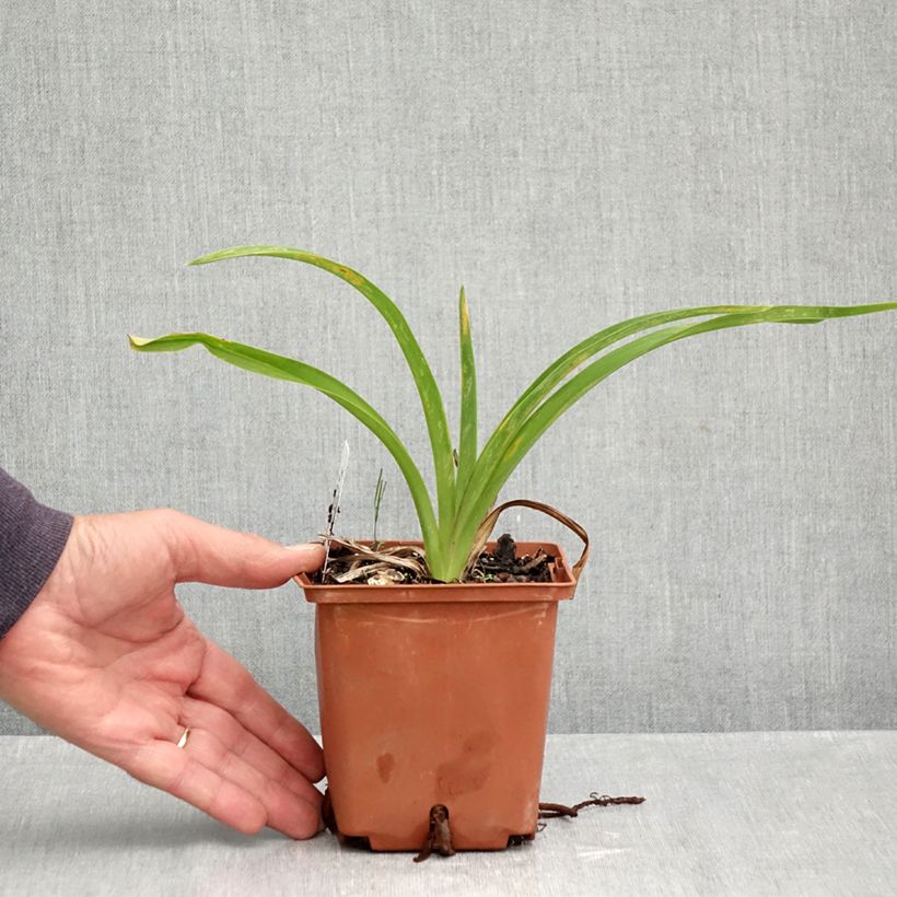 Exemplar von Hemerocallis Sabine Baur - Taglilie Topf mit 1L/1,5L wie im Herbst geliefert