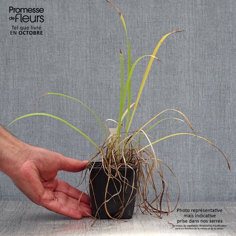 Example of Hemerocallis Sammy Russel - Taglilie Kleine Töpfe von 8/9 cm as you get in automne
