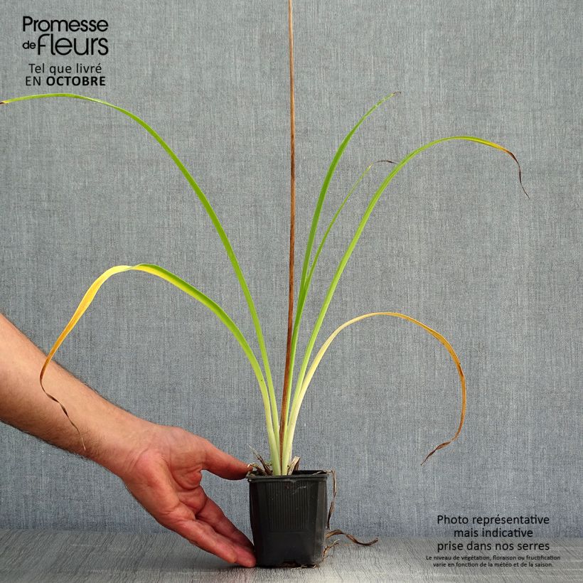 Example of Hemerocallis Shooting Star - Taglilie Kleine Töpfe von 8/9 cm as you get in automne