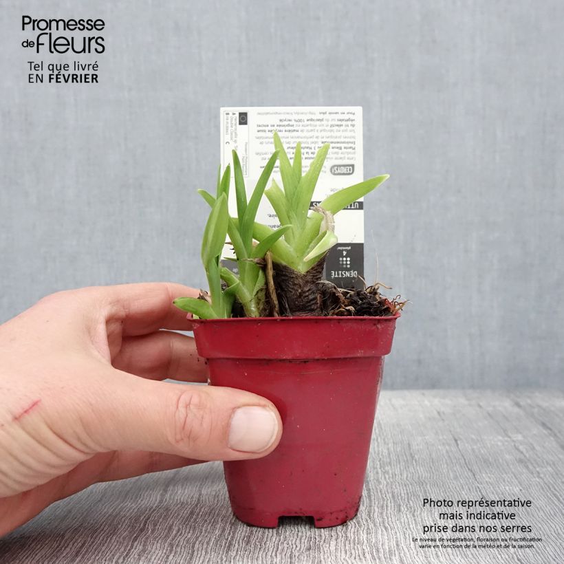 Exemplar von Hemerocallis Siloam Double Classic - Taglilie Kleine Töpfe von 8/9 cm wie im Winter geliefert