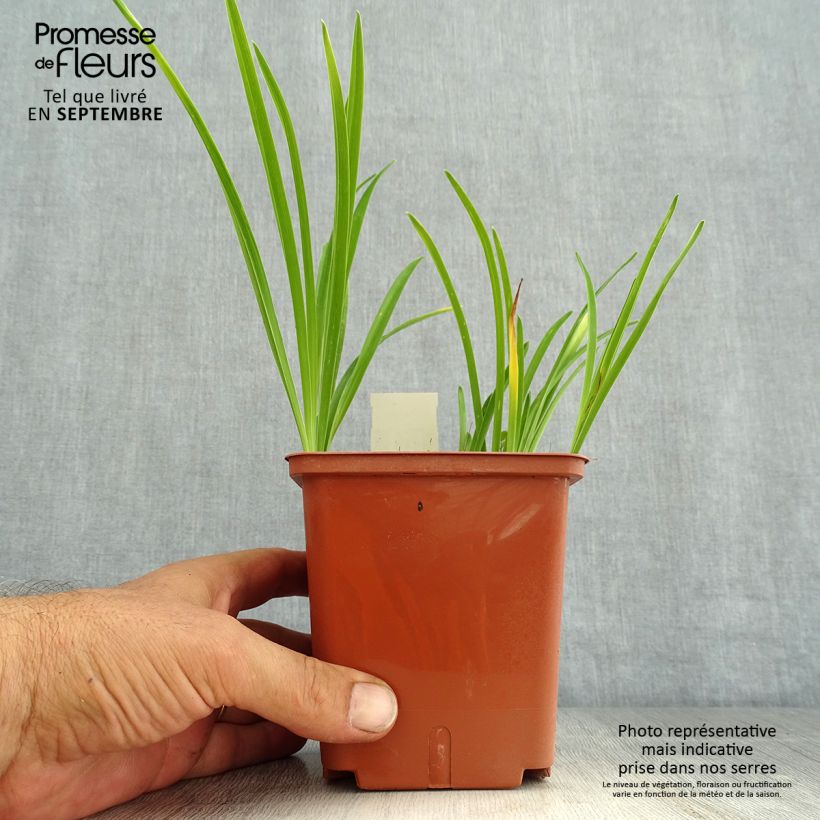 Example of Hemerocallis Siloam Double Classic - Taglilie Topf mit 1L/1,5L as you get in ete