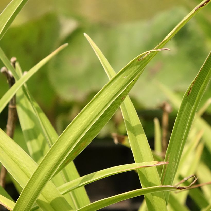 Hemerocallis Siloam Double Classic - Taglilie (Foliage)