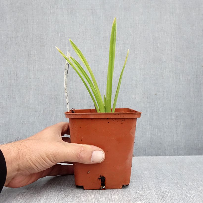 Exemplar von Hemerocallis Siloam Double Classic - Taglilie Topf mit 1L/1,5L wie im Herbst geliefert