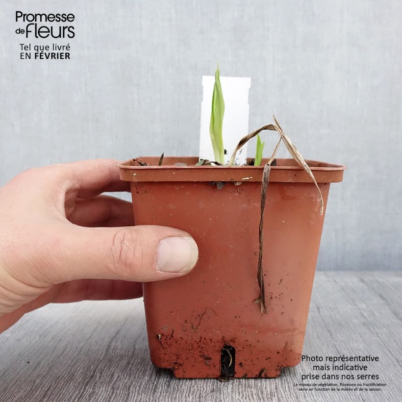 Exemplar von Hemerocallis Siloam Ribbon Candy - Taglilie Topf mit 1L/1,5L wie im Winter geliefert