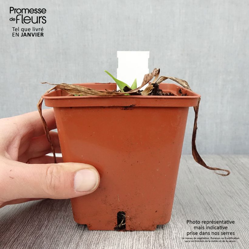 Exemplar von Hemerocallis Siloam Virginia Henson - Taglilie Topf mit 1L/1,5L wie im Winter geliefert