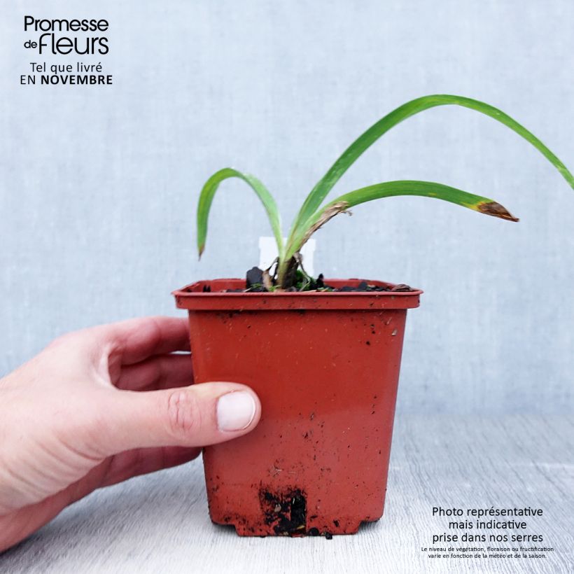 Example of Hemerocallis Snowy Eyes - Taglilie Topf mit 1L/1,5L as you get in automne