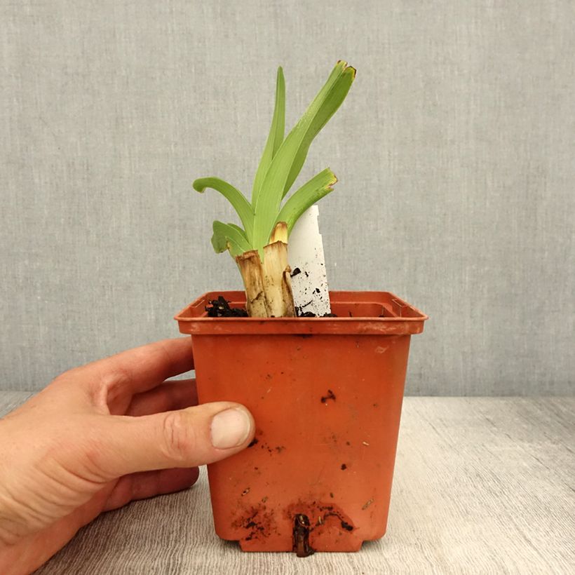 Exemplar von Hemerocallis Startle - Taglilie Topf mit 1L/1,5L wie im Frühjahr geliefert