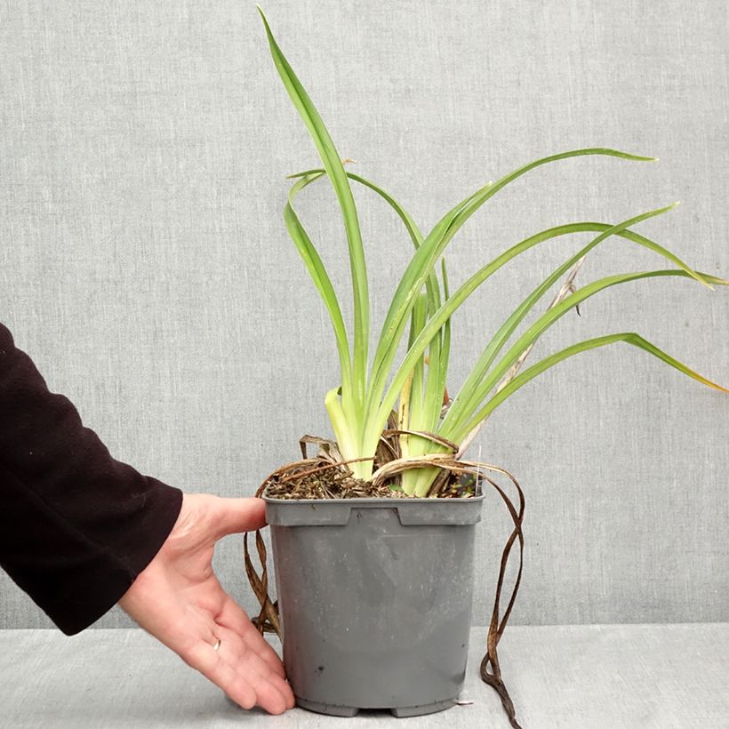 Exemplar von Hemerocallis Strawberry Candy - Taglilie Topf mit 2L/3L wie im Herbst geliefert