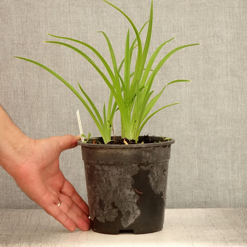 Example of Hemerocallis Strawberry Candy - Taglilie Topf mit 2L/3L as you get in ete