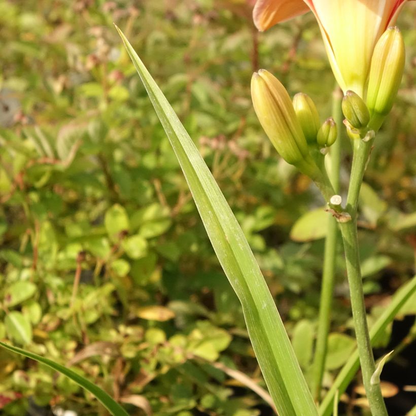 Hemerocallis Strawberry Swirl - Taglilie (Foliage)
