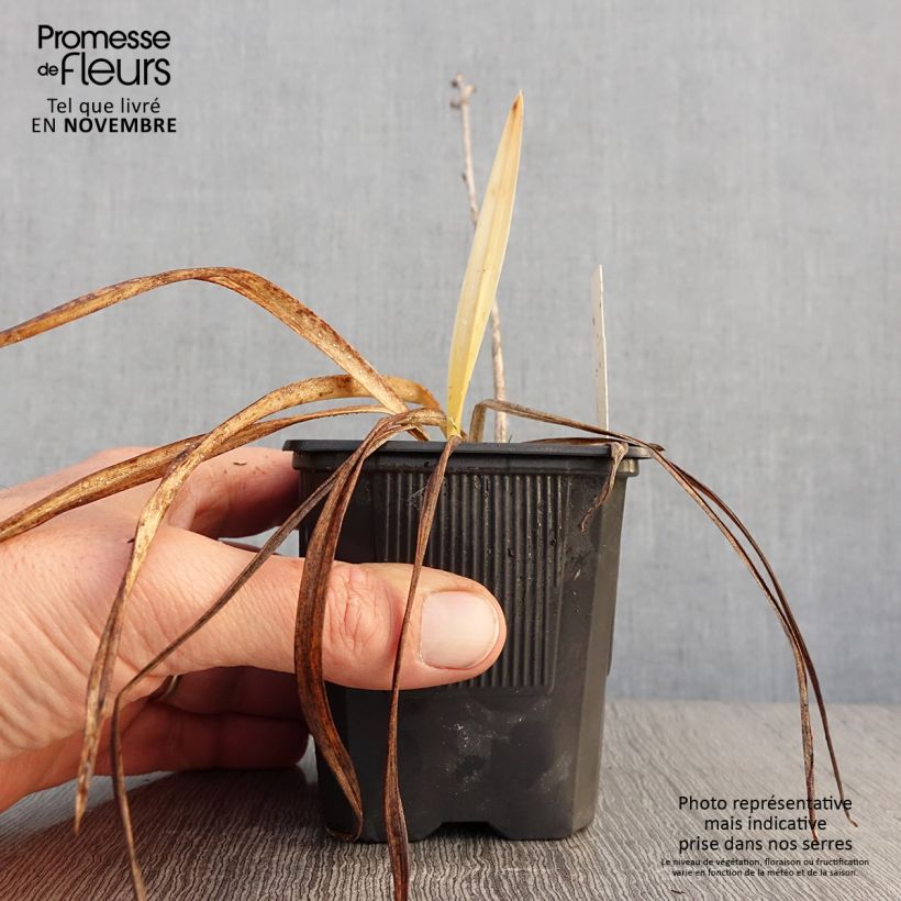 Example of Hemerocallis Sugar Candy - Taglilie Kleine Töpfe von 8/9 cm as you get in automne