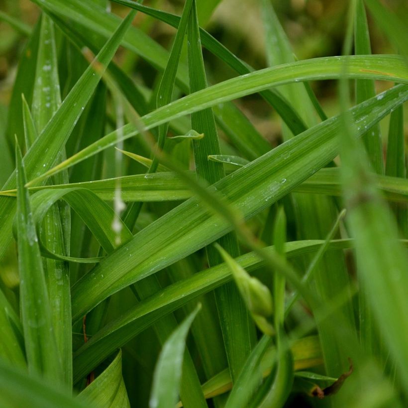 Hemerocallis Summer Wine - Taglilie (Foliage)