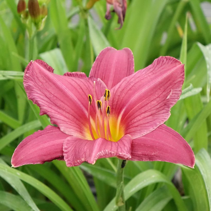 Hemerocallis Summer Wine - Taglilie (Flowering)