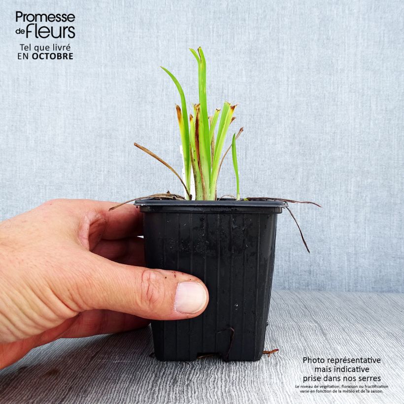 Example of Hemerocallis Thumbelina - Taglilie Kleine Töpfe von 8/9 cm as you get in automne