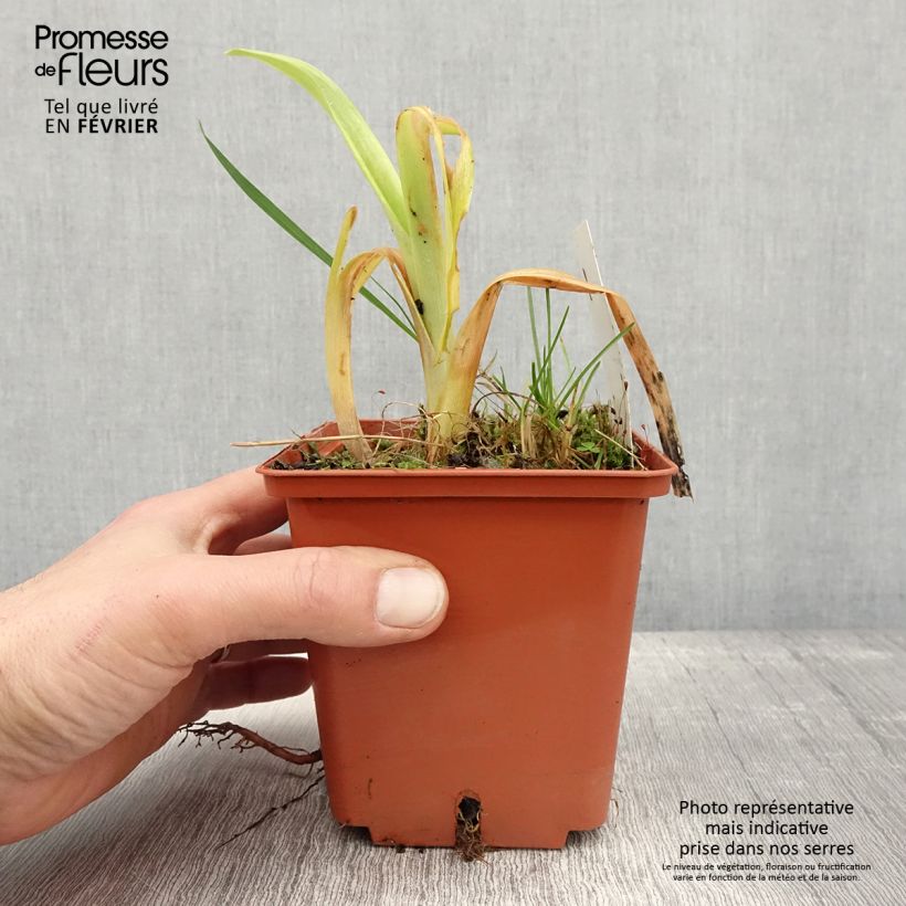 Example of Hemerocallis Veins of Truth - Taglilie Topf mit 1L/1,5L as you get in hiver