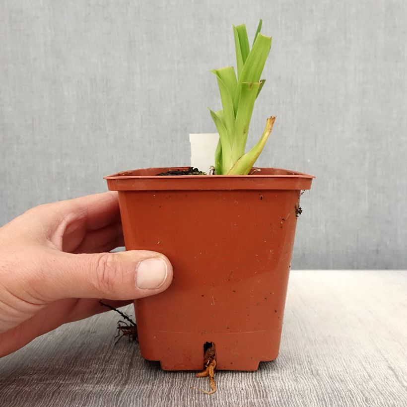 Exemplar von Hemerocallis Veins of Truth - Taglilie Topf mit 1L/1,5L wie im Frühjahr geliefert