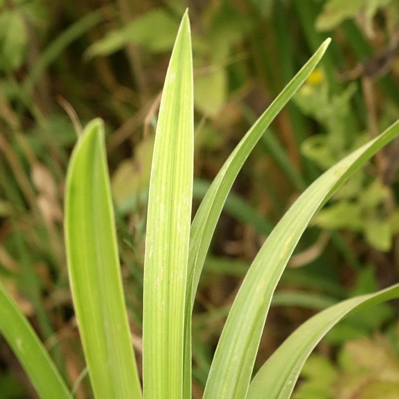 Hemerocallis Veins of Truth - Taglilie (Foliage)