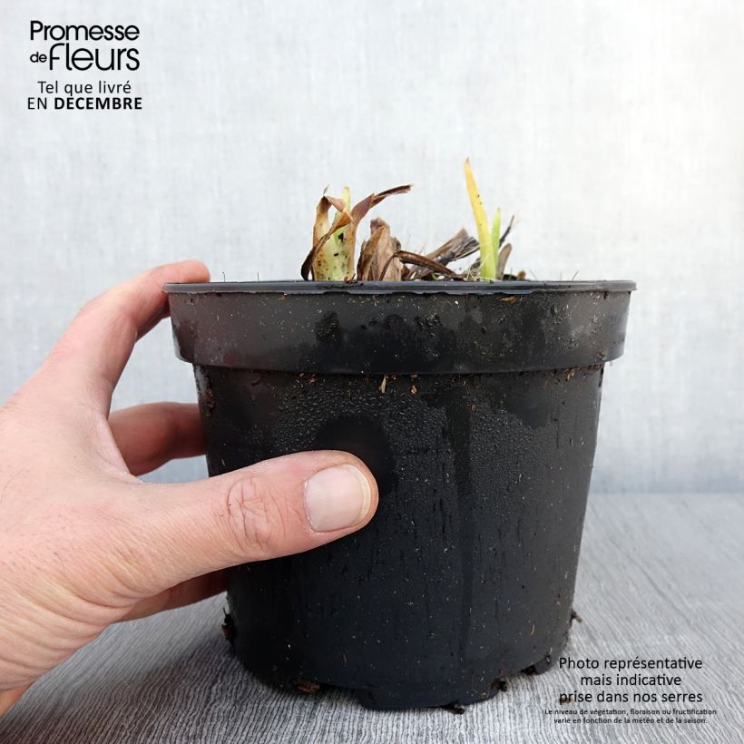 Example of Hemerocallis White Temptation - Taglilie Topf mit 2L/3L as you get in automne