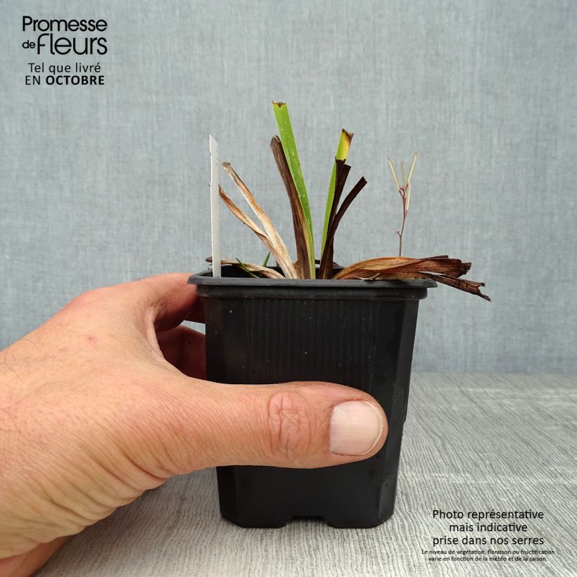 Example of Hemerocallis White Temptation - Taglilie Kleine Töpfe von 8/9 cm as you get in automne