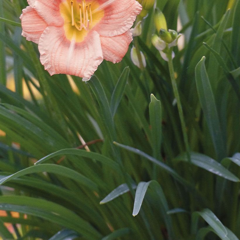Hemerocallis Everydaylily Rose - Taglilie (Foliage)