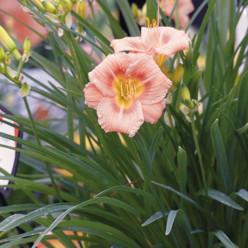 Hemerocallis Everydaylily Rose - Taglilie (Flowering)