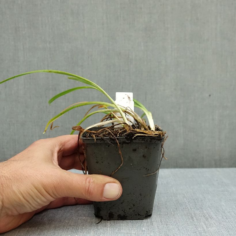 Exemplar von Hemerocallis Everydaylily Rose - Taglilie Kleine Töpfe von 8/9 cm wie im Herbst geliefert
