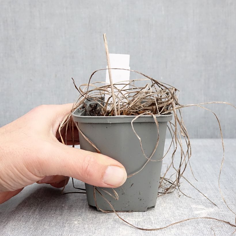 Exemplar von Hemerocallis Everydaylily Rose - Taglilie Kleine Töpfe von 8/9 cm wie im Winter geliefert