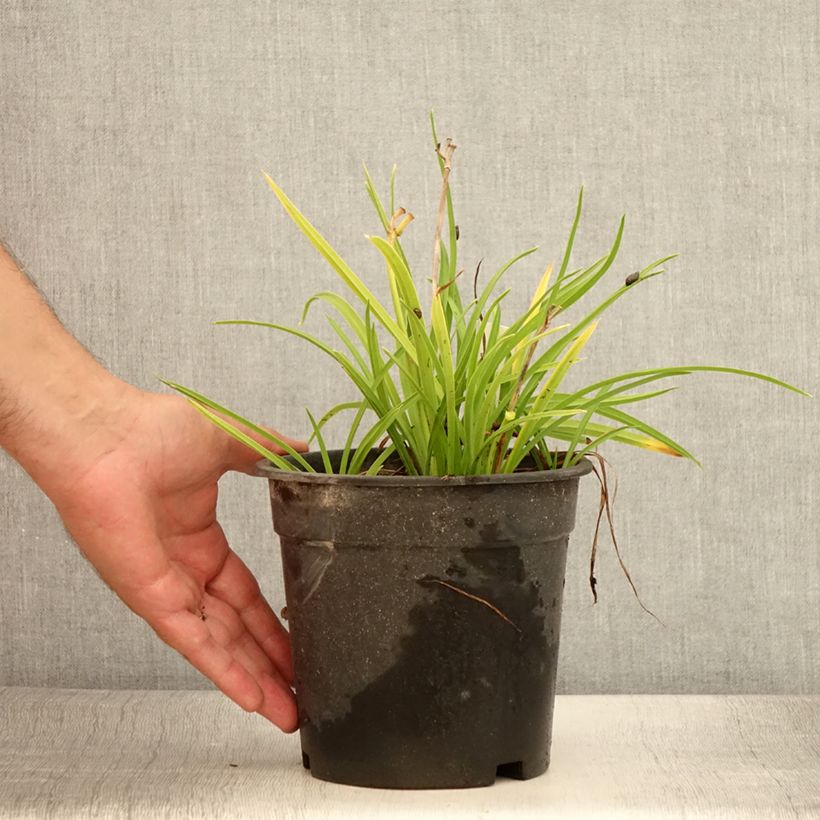 Example of Hemerocallis Everydaylily Rose - Taglilie Topf mit 2L/3L as you get in ete
