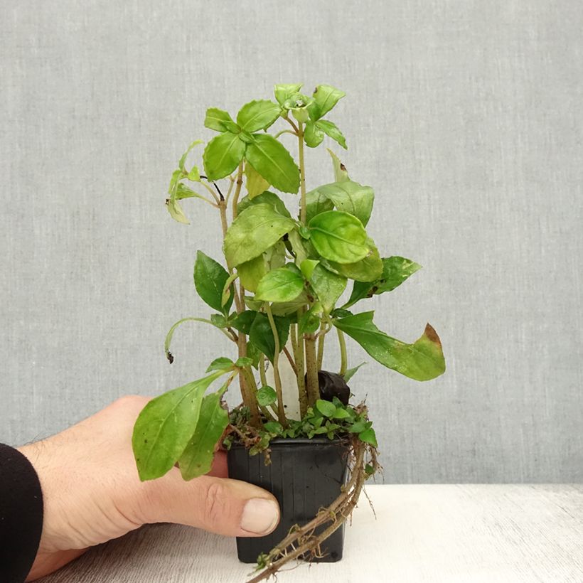 Example of Hemiboea subcapitata Kleine Töpfe von 8/9 cm as you get in automne