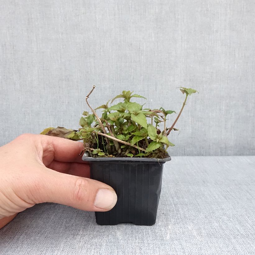 Exemplar von Hemiboea subcapitata Kleine Töpfe von 8/9 cm wie im Frühjahr geliefert